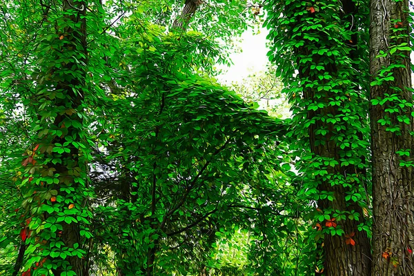 Ağaç Gövdeleri Üzerinde Ortak Ivy Yağda Boyalı Abd Michigan Eyaleti — Stok fotoğraf