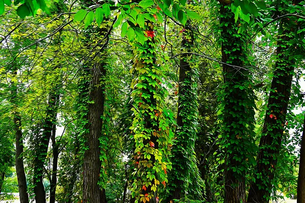 Зеленые Красные Листья Плюща Взбираются Стволы Деревьев Хедера Спираль Обычный — стоковое фото