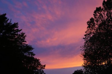 Ağaç siluetleri arasında Pembe ve Mor Bulutlar