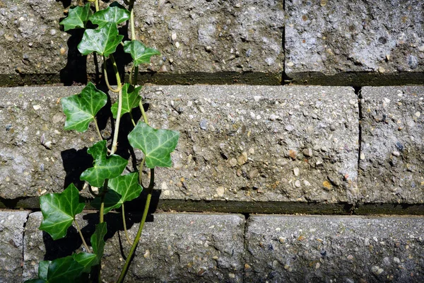 石垣クローズアップに緑のツタの1つのつる — ストック写真