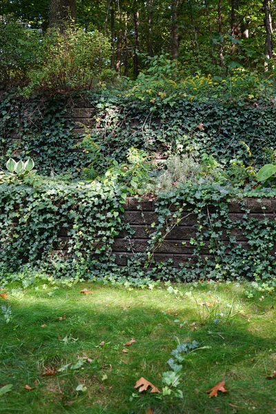 Duże schody na tarasie z bluszczem i zielonymi roślinami — Zdjęcie stockowe
