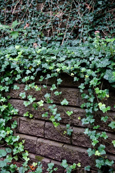 Grüner Efeu auf der Steinmauer — Stockfoto