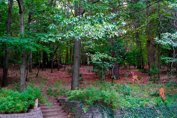 Schöner grüner Hinterhofwald und wilde Rehe lizenzfreie Stockbilder