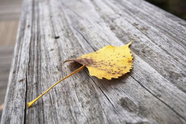 Eski ahşap bir korkulukta sarı huş yaprağı. Gri bir yüzey, eski ahşap bir doku. ABD, Michigan, Hollanda