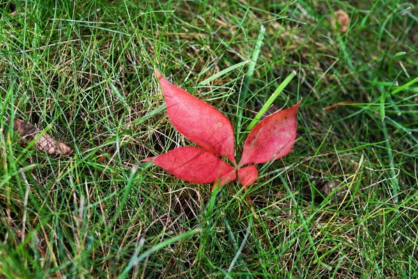 Vackert Rött Löv Med Tre Kronblad Sommaren Grönt Gräs Landsbygden — Stockfoto