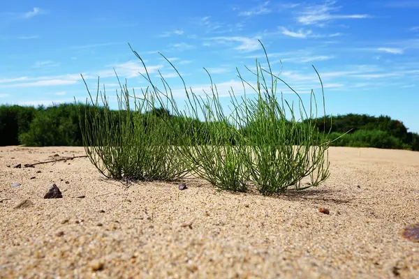 白い雲とターコイズブルーの空に美しい緑の芝生のクローズアップ 黄色の砂の上に馬蹄形のクローズアップ ロシア プリモルスキー地方 — ストック写真