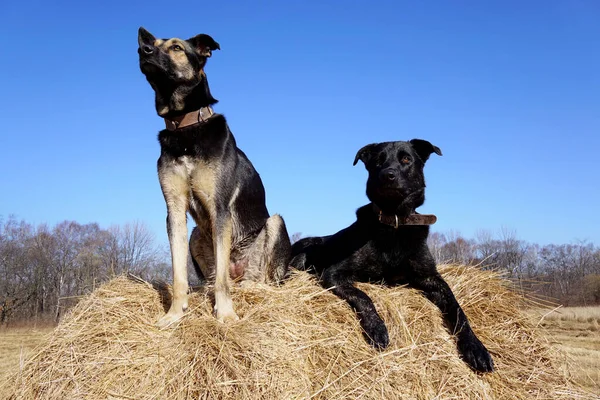 İki köpek samanlıkta oturuyor. Siyah köpek gülümsüyor ve ikinci köpek başka tarafa bakıyor. Rusya, Vladivostok