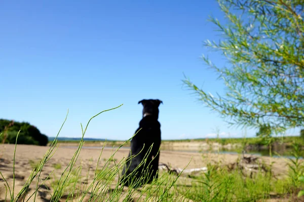 Siyah köpek bir nehrin arka planında oturur.