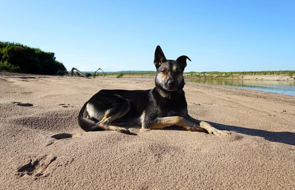 Güzel bir çoban köpeği nehrin kenarındaki kuma uzanıp çerçeveye bakar.