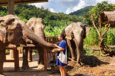 Muz onun elinde kızla bir fil kutsal Chiang Mai Tayland, beslemeleri