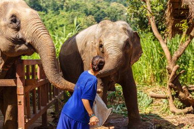 Muz onun elinde kızla bir fil kutsal Chiang Mai Tayland, beslemeleri