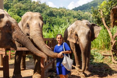 Muz onun elinde kızla bir fil kutsal Chiang Mai Tayland, beslemeleri
