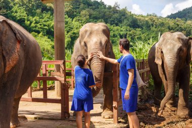 Bir erkek ve bir kız bir fil kutsal Chiang Mai Tayland, okşamak