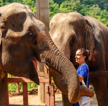 Kız caresss iki filler, kutsal Chiang Mai Tayland