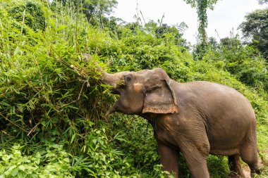 Chiang Mai Tayland ormanın ortasında bir fil yiyor