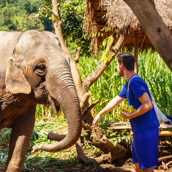 Young man with bananas in his hand feeds an elephant at sanctuary in Chiang Mai Thailand