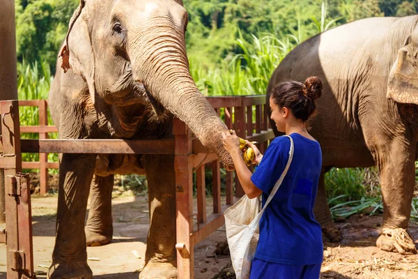 Chica Wiht Plátanos Mano Alimenta Elefante Santuario Chiang Mai Tailandia — Foto de Stock
