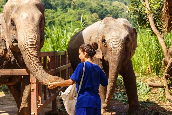 Chica Wiht Plátanos Mano Alimenta Elefante Santuario Chiang Mai Tailandia — Foto de Stock
