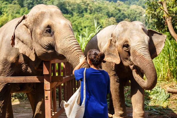 Chica Wiht Plátanos Mano Alimenta Elefante Santuario Chiang Mai Tailandia — Foto de Stock