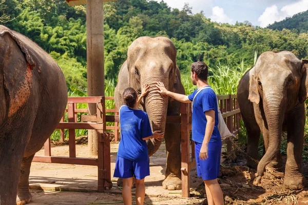 Bir erkek ve bir kız bir fil kutsal Chiang Mai Tayland, okşamak