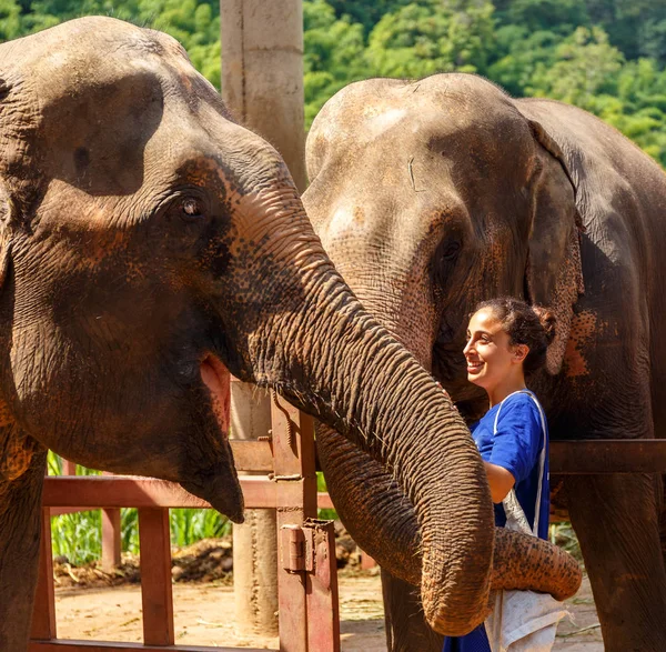 Kız caresss iki filler, kutsal Chiang Mai Tayland
