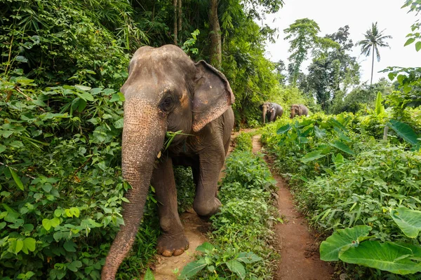 Tres Elefantes Caminan Por Sendero Selvático Chiang Mai Tailandia — Foto de Stock