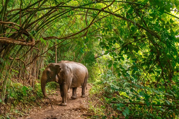 Elefante Descansa Medio Selva Chiang Mai Tailandia — Foto de Stock
