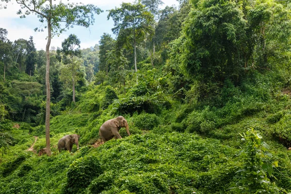 Three elephants walk on a jungle path in Chiang Mai Thailand