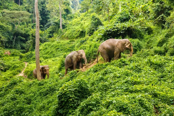 Three elephants walk on a jungle path in Chiang Mai Thailand