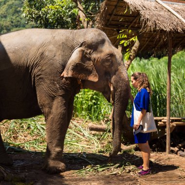 Genç kız fil kutsal Chiang Mai Tayland ormanda önemser