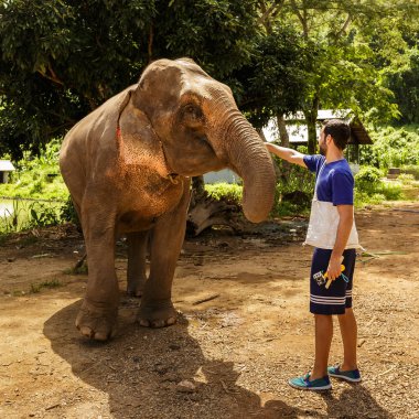 Genç adam ile muz bir kutsal ormanda Chiang Mai Tayland filler beslemeleri