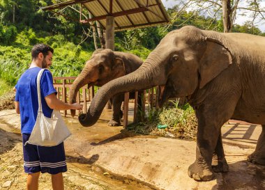 Genç adam ile muz bir kutsal ormanda Chiang Mai Tayland filler beslemeleri
