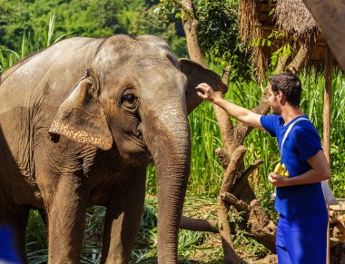 Genç adam ile muz bir kutsal ormanda Chiang Mai Tayland filler beslemeleri