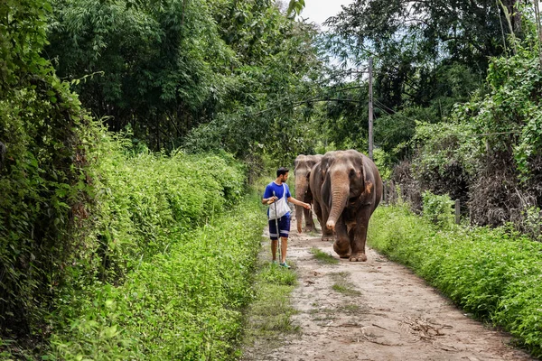 Genç adam bir fil Chiang Mai Tayland jungle yola rehberlik
