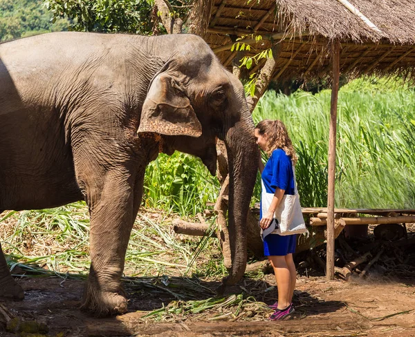 Jovencita Cuida Elefante Santuario Selva Chiang Mai Tailandia — Foto de Stock
