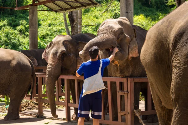 Joven Alimenta Elefantes Con Plátanos Santuario Selva Chiang Mai Tailandia — Foto de Stock