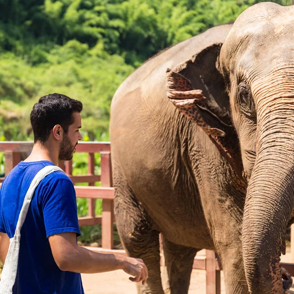 Genç adam bir fil kutsal Chiang Mai Tayland ormanda bakmakta