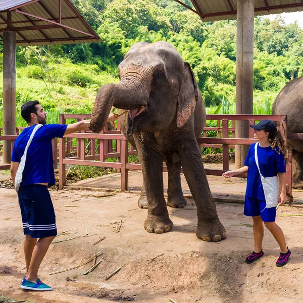 Una Pareja Cuida Los Elefantes Santuario Selva Chiang Mai Tailandia — Foto de Stock