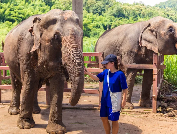 Chica Joven Cuida Los Elefantes Santuario Selva Chiang Mai Tailandia — Foto de Stock