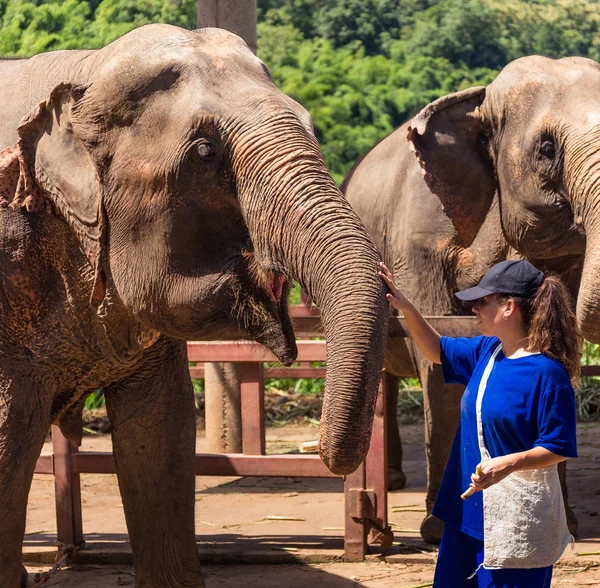 Fiatal Lány Gondoskodik Elefánt Sanctuary Dzsungelben Chiang Mai Thaiföld — Stock Fotó