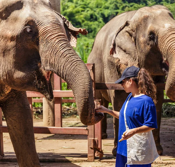 Chica Joven Cuida Los Elefantes Santuario Selva Chiang Mai Tailandia — Foto de Stock