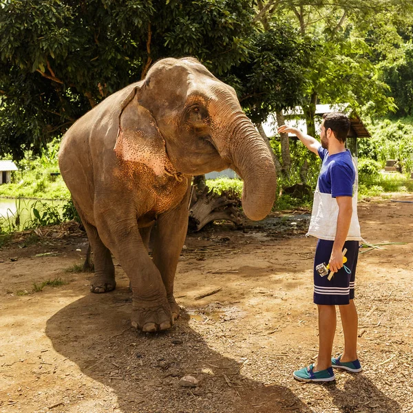 Joven Alimenta Elefantes Con Plátanos Santuario Selva Chiang Mai Tailandia — Foto de Stock