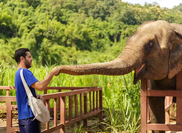Genç adam ile muz bir kutsal ormanda Chiang Mai Tayland filler beslemeleri