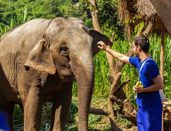 Genç adam ile muz bir kutsal ormanda Chiang Mai Tayland filler beslemeleri