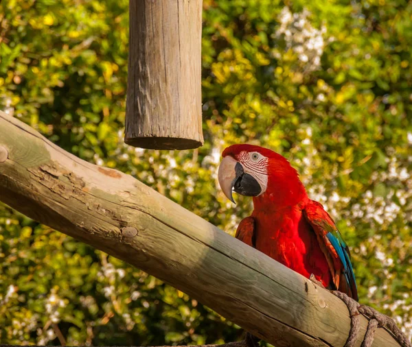 Tropical macaw bird in a training center