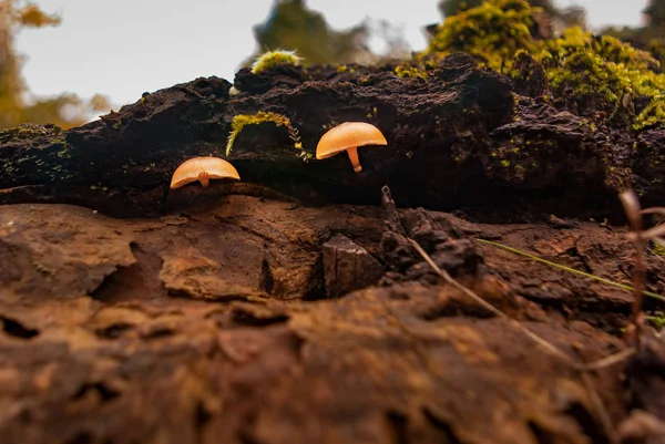 Two Wild Mushrooms Damp Forest Area — Stock Photo, Image