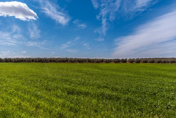 西班牙马拉加恩特 彼德拉 蓝天绿草甸 — 图库照片