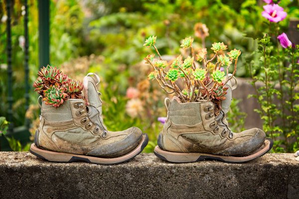 Old hiking boots used as flower pots.