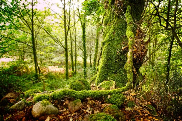 Chemin Arbres Forêt Sur Camino Santiago — Photo