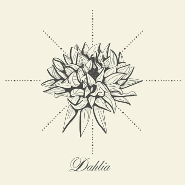 El Dahlia, çiçek çiçek oyma vektör çizim çekilmiş. Gösterim amacıyla dövme. dekor.
